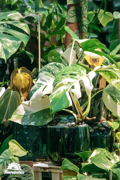 Monstera Variegata avec des feuilles panachées dans un pot intérieur.